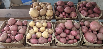 boxes of potatoes